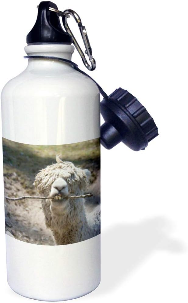 3dRose "Alpaca chewing on stick" Sports Water Bottle, 21 oz, White