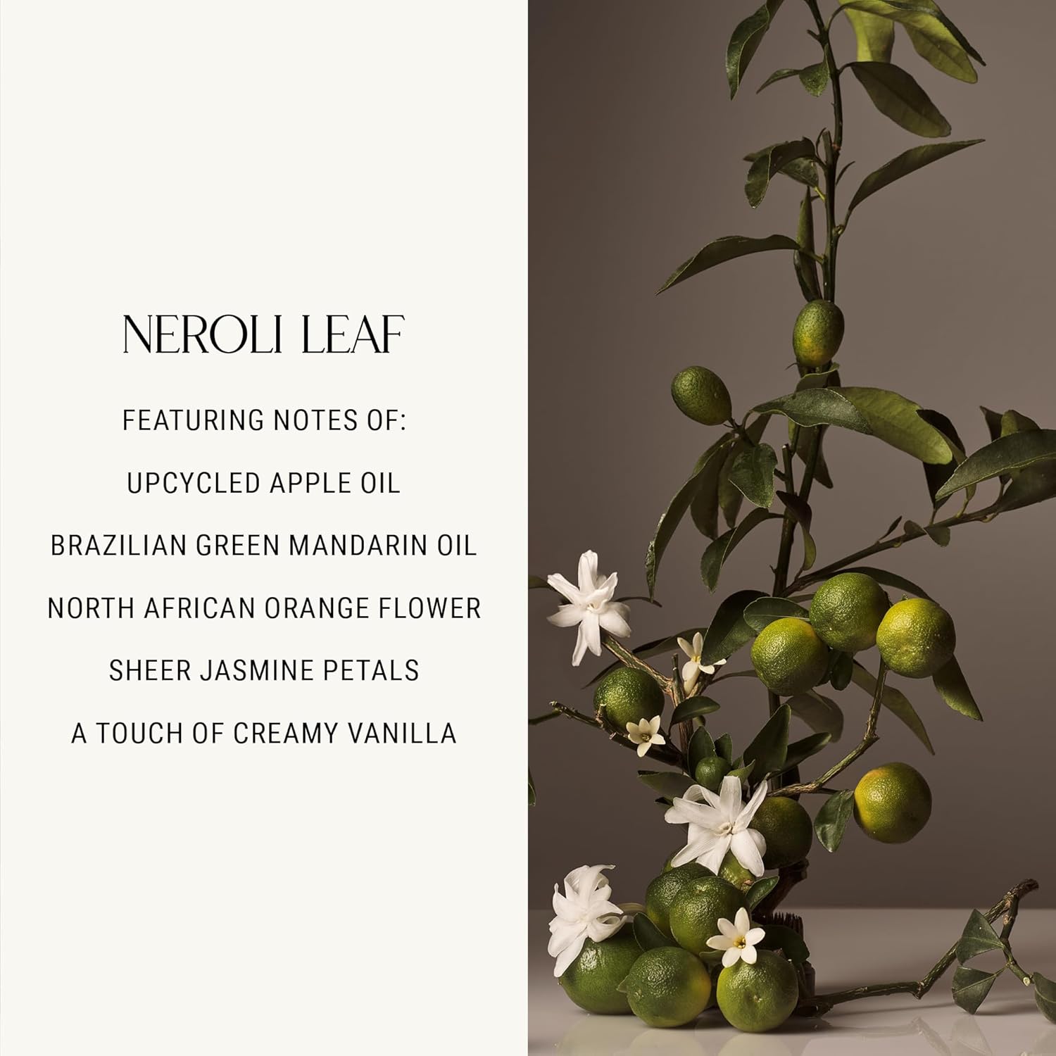 Homecourt Luxury Scented Candle, 60-Hour Burn Time, Soy Wax Blend & Organic Cotton Wick, Kiln-Fired Reusable Ceramic Vessel, Neroli Leaf, 8 oz